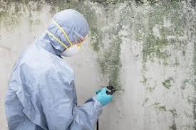 Environmental Consulting for Mold Prevention